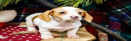Miniature Dachshund dogs for sale: Sadie - Ad 1