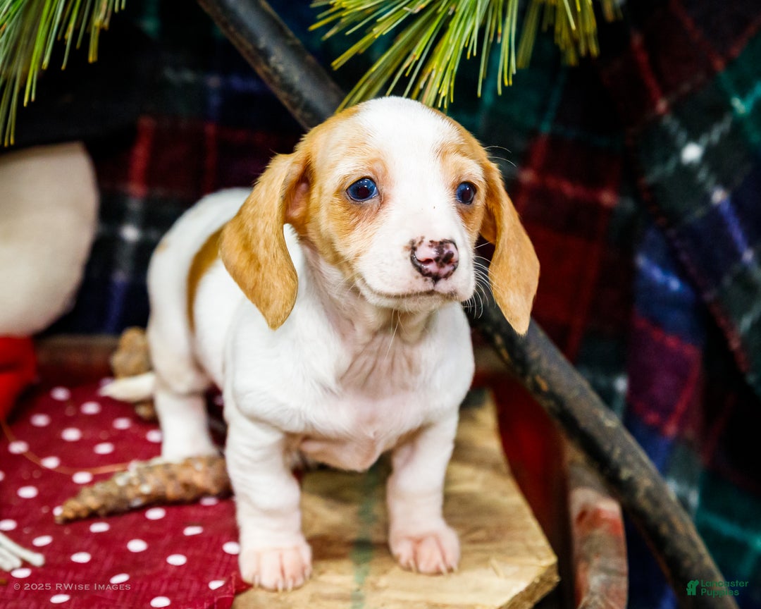 Miniature Dachshund dogs for sale: Sadie - Ad 1