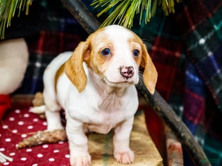 Miniature Dachshund dogs Sadie - Ad 21