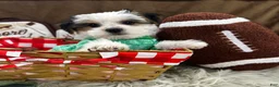 Yorkshire Terrier dogs for sale: Clark - Ad 6