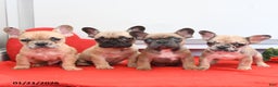 French Bulldog dogs for sale: Pierre - Ad 2