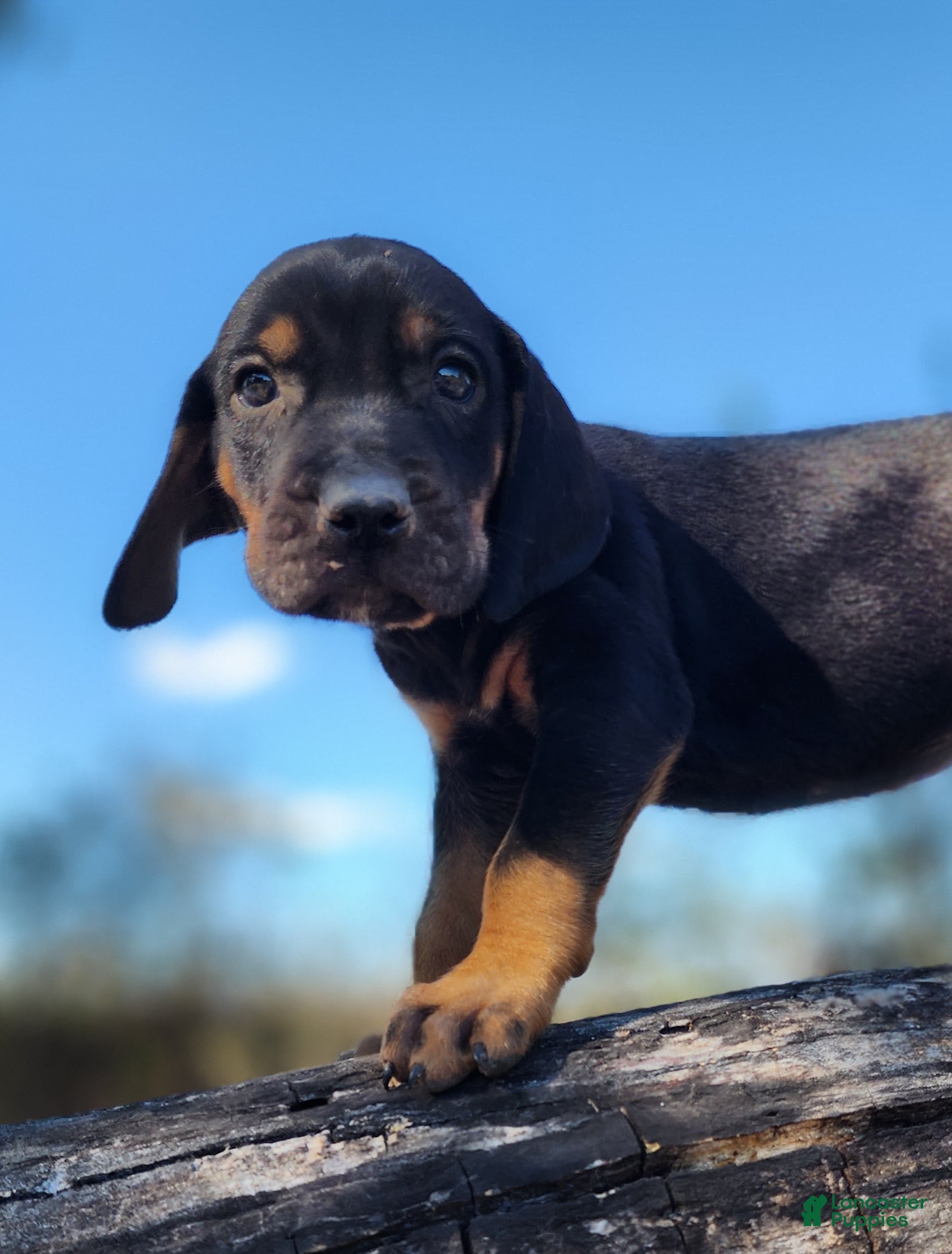 Mixed Breed dogs Fall 2025 Bloodahoula Male 4 - Ad 33