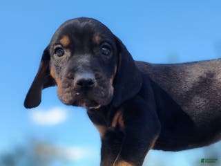 Mixed Breed dogs Fall 2025 Bloodahoula Male 4 - Ad 20