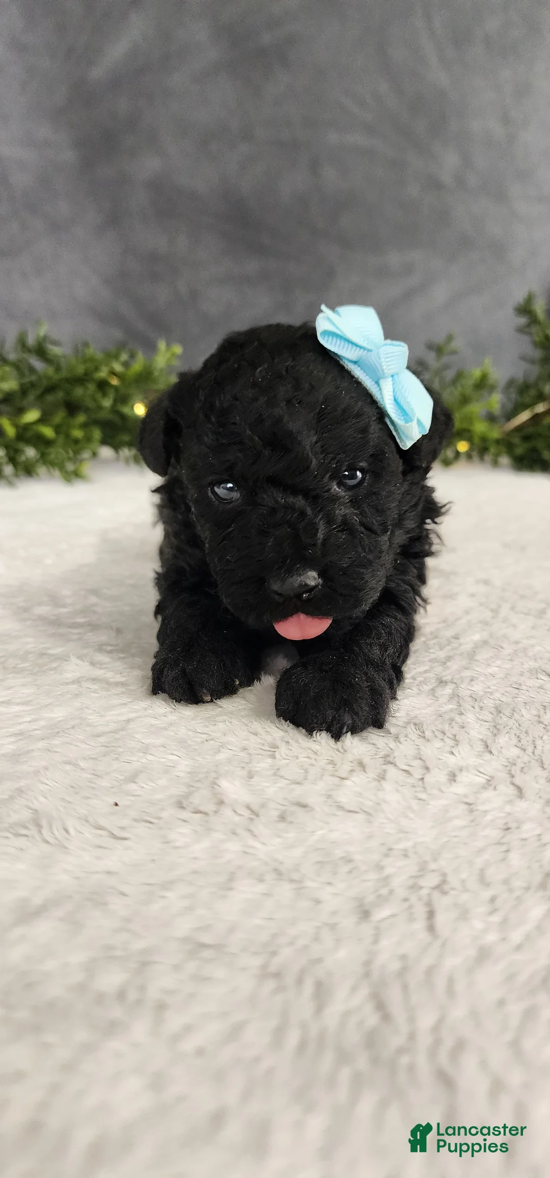 Miniature Poodle dogs for sale: Milo - Ad 1