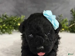 Miniature Poodle dogs for sale: Milo - Ad 2