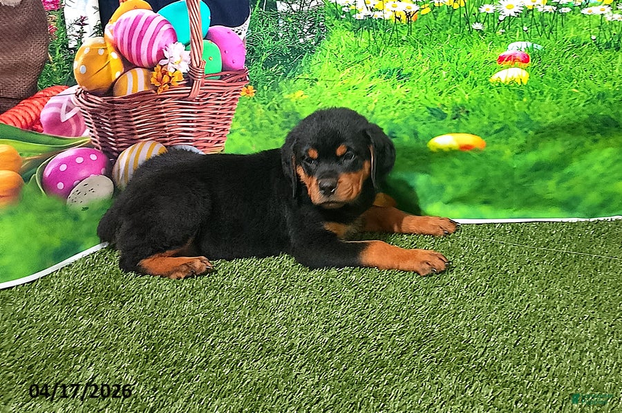 Rottweiler dogs Babe - Ad 1