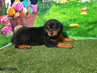 Rottweiler dogs for sale: Babe - Ad 4