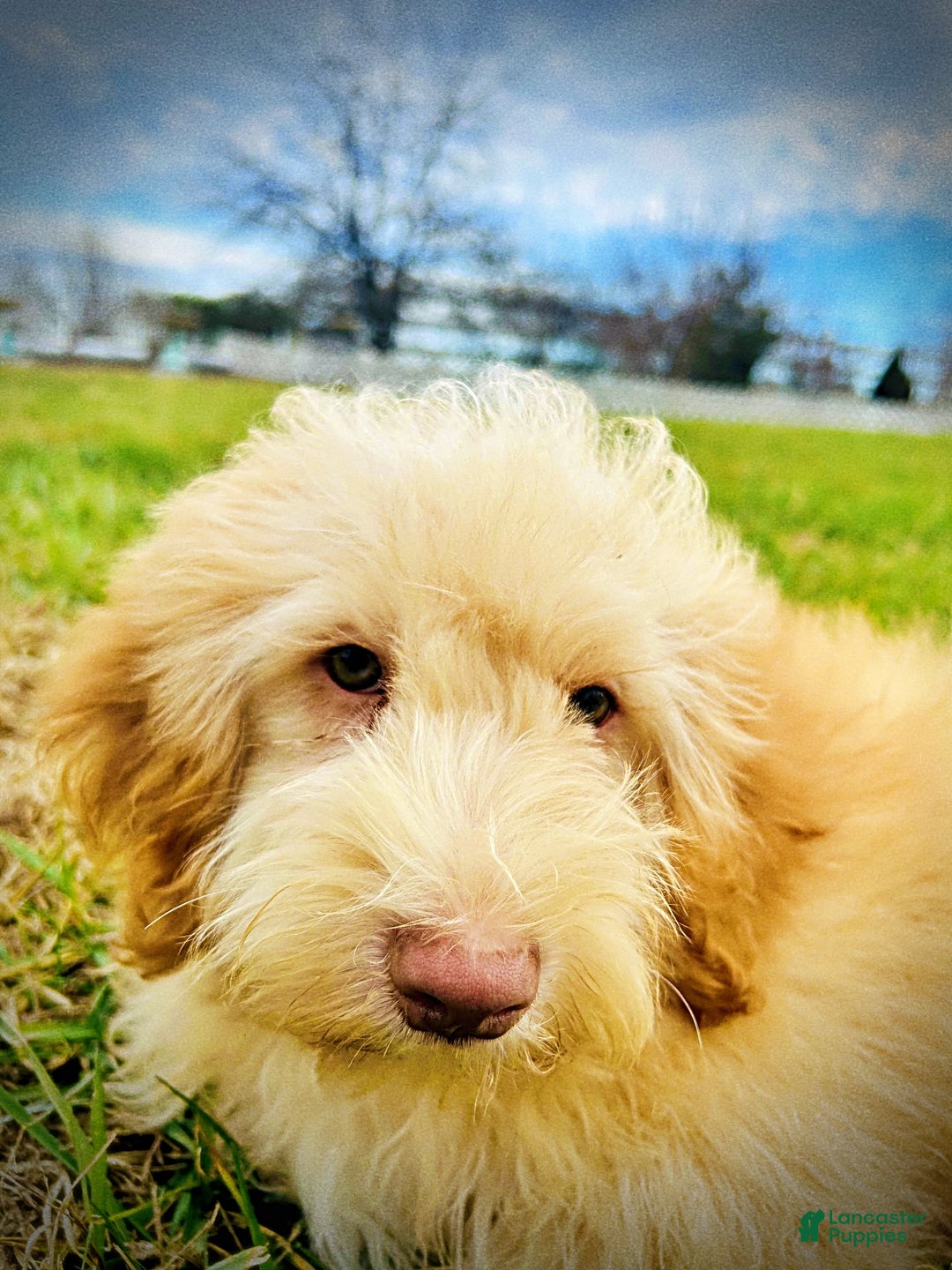 Havapoo dogs for sale: Ranger - Ad 14