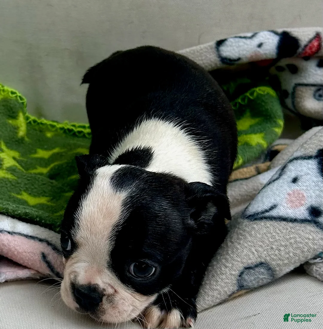 Boston Terrier dogs for sale: Boston Terrier Puppy 5 - Ad 2