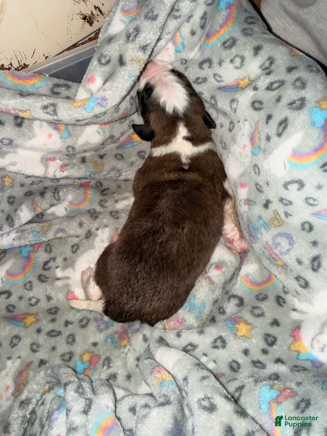 Saint Bernard dogs for sale: Saint Bernard Puppy 1 - Ad 2