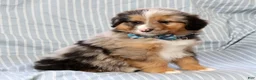 Australian Shepherd dogs for sale: Hank - Ad 7
