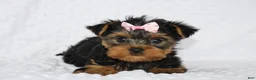 Yorkshire Terrier dogs for sale: Macy - Ad 4