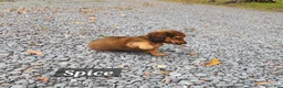 Miniature Dachshund dogs for sale: Spice - Ad 13