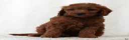 Mini Goldendoodle dogs for sale: Jordan - Ad 4