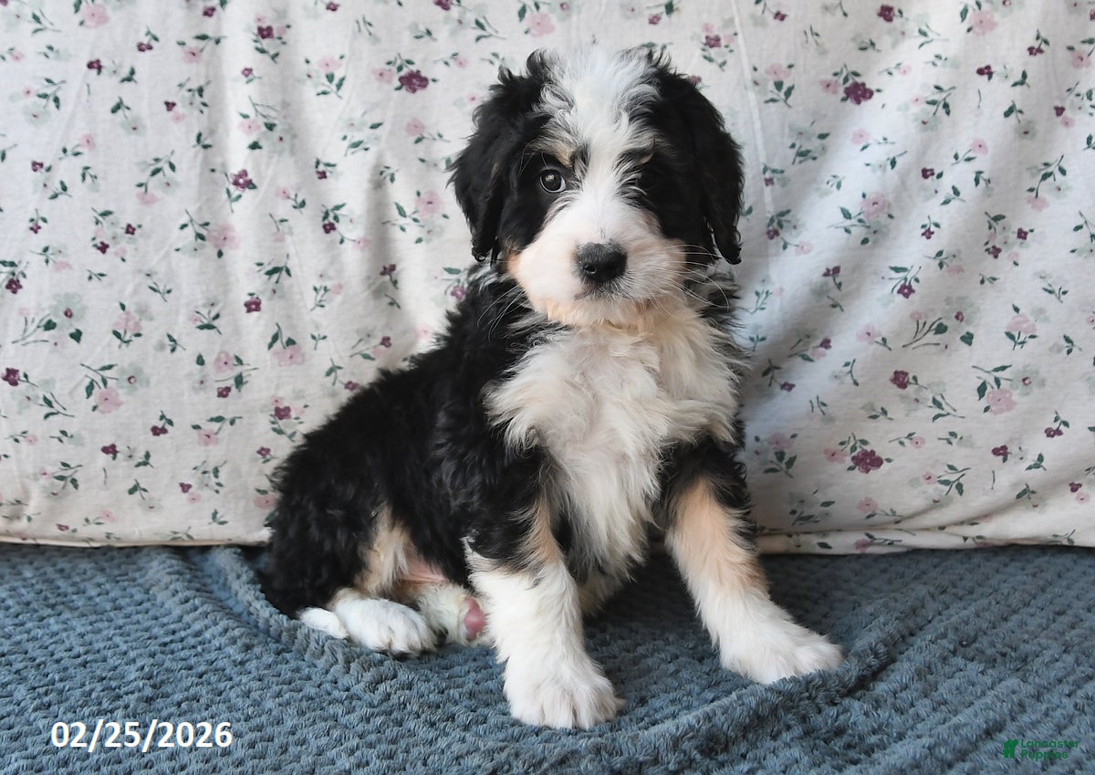 Bernedoodle dogs Max - Ad 1