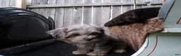 Shihpoo dogs for sale: Peyton - Ad 4