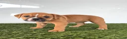 Olde English Bulldogge dogs for sale: Nicole - Ad 3