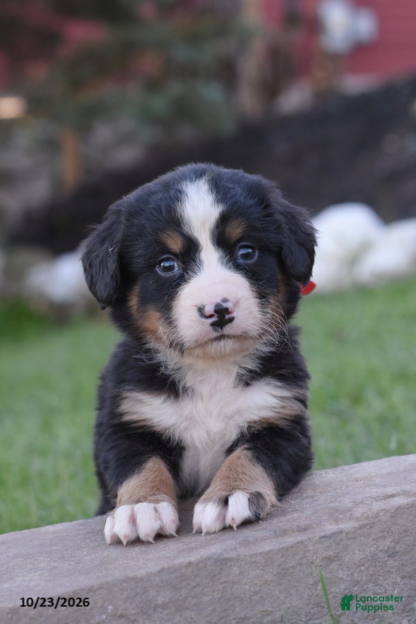 Bernese Mountain Dog dogs for sale: Blitz - Ad 1