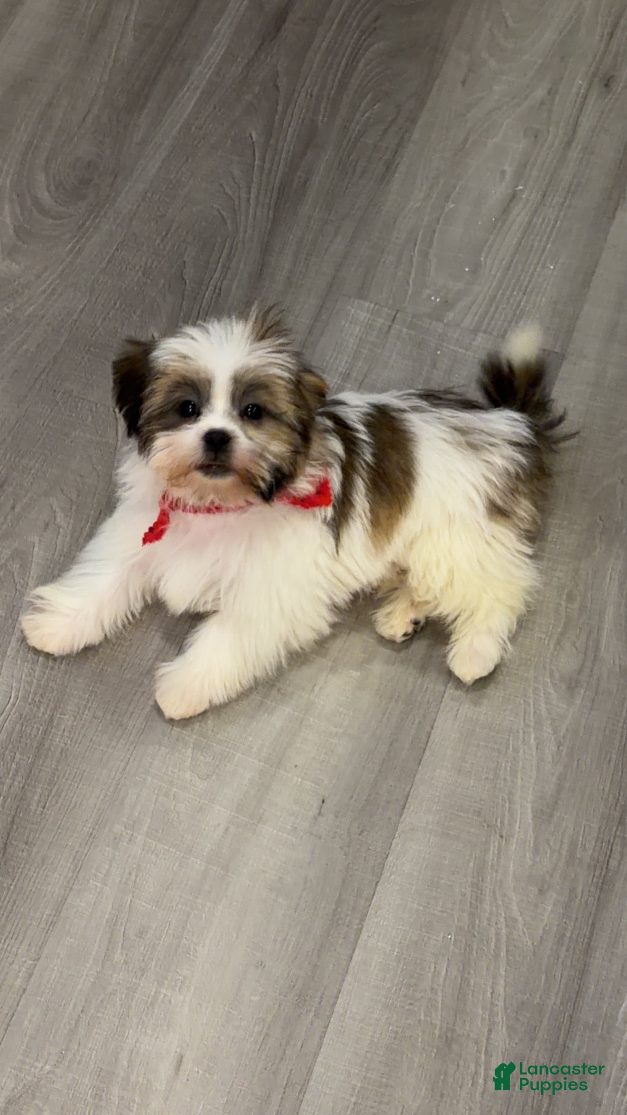 Shih Tzu dogs Bear - Ad 2