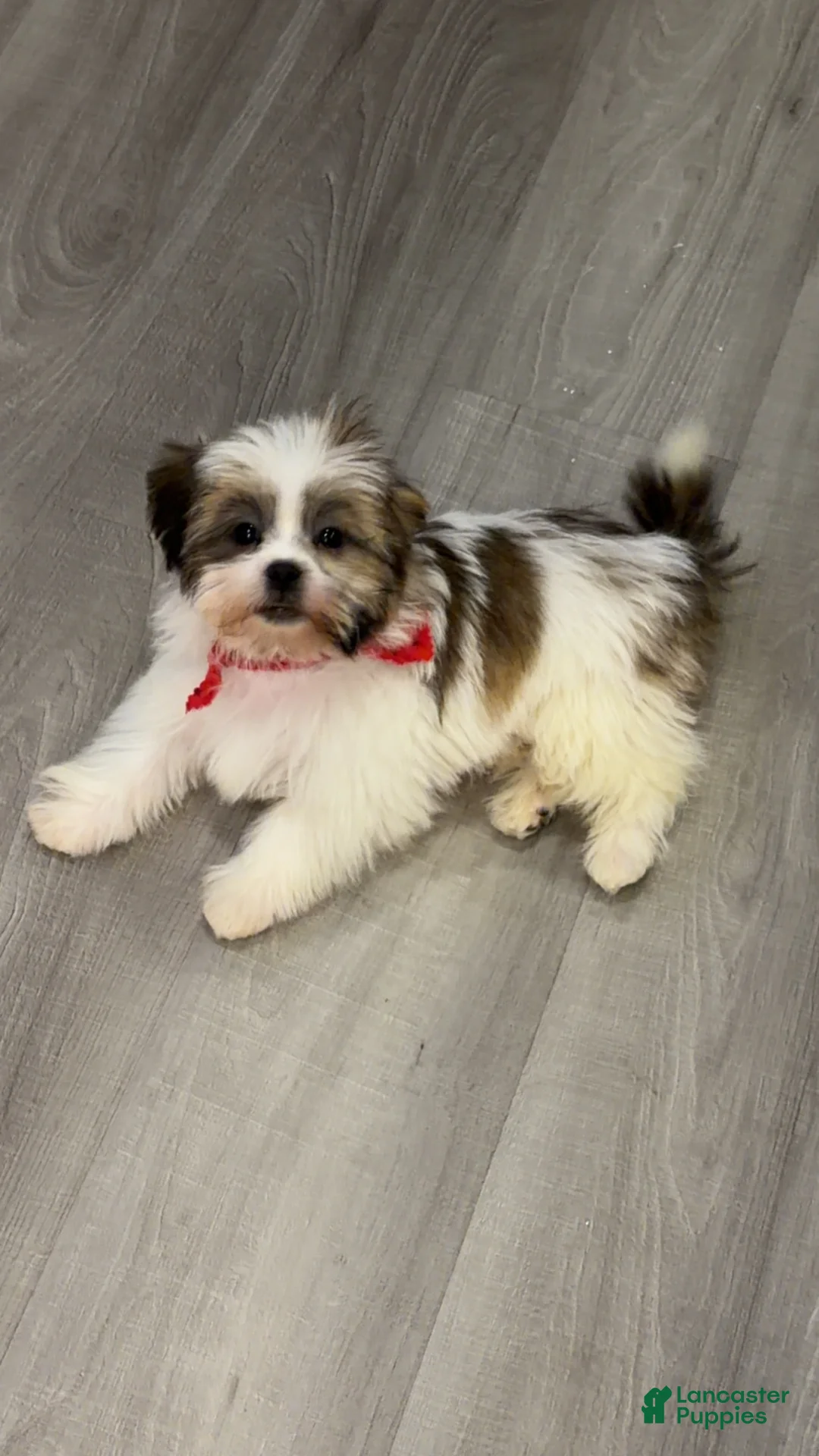 Shih Tzu dogs for sale: Bear - Ad 2