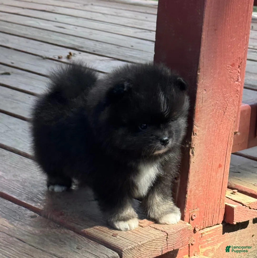 Pomeranian dogs for sale: Cassim - Ad 2