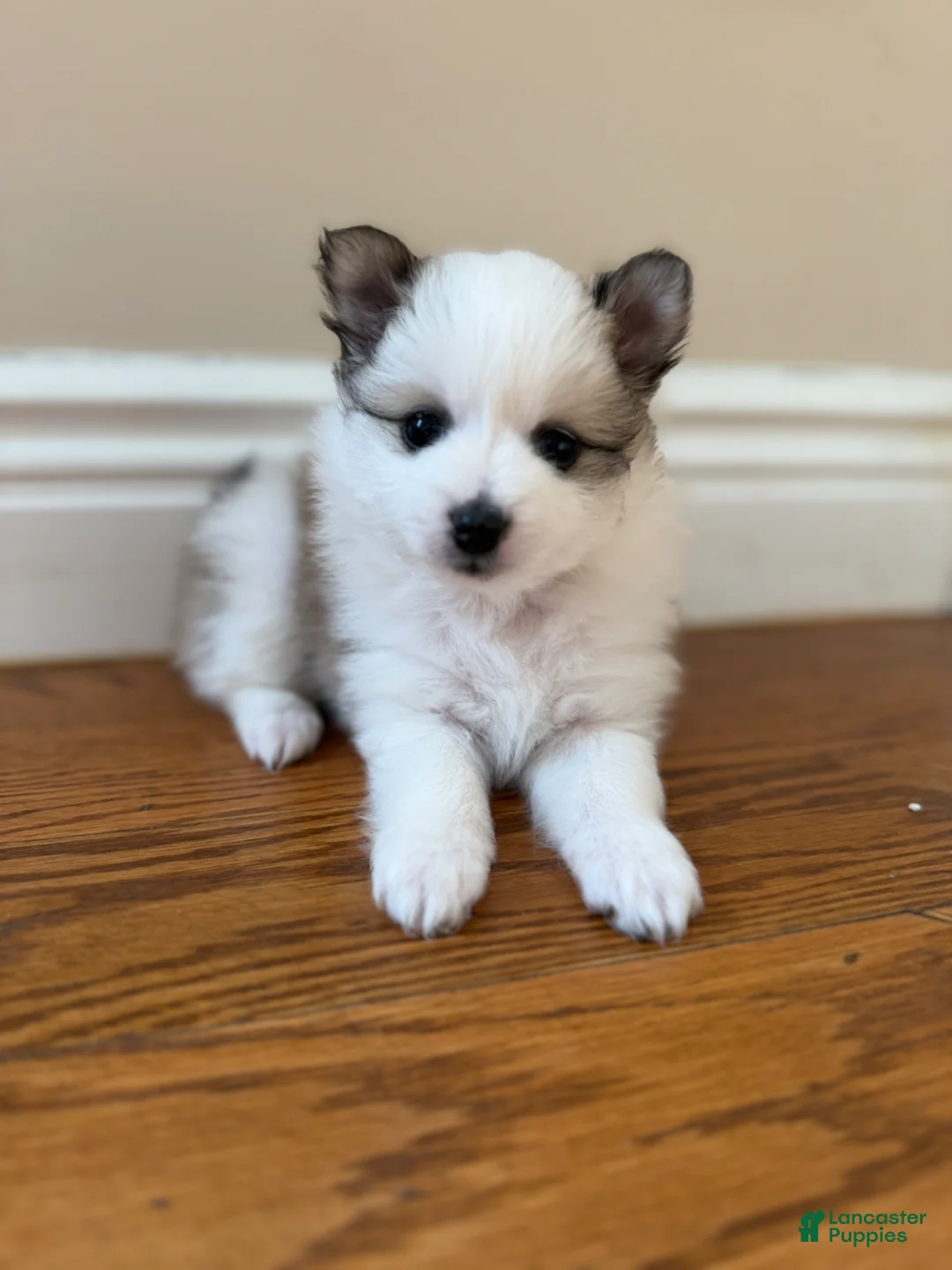 Pomeranian dogs for sale: Cleo - Ad 1