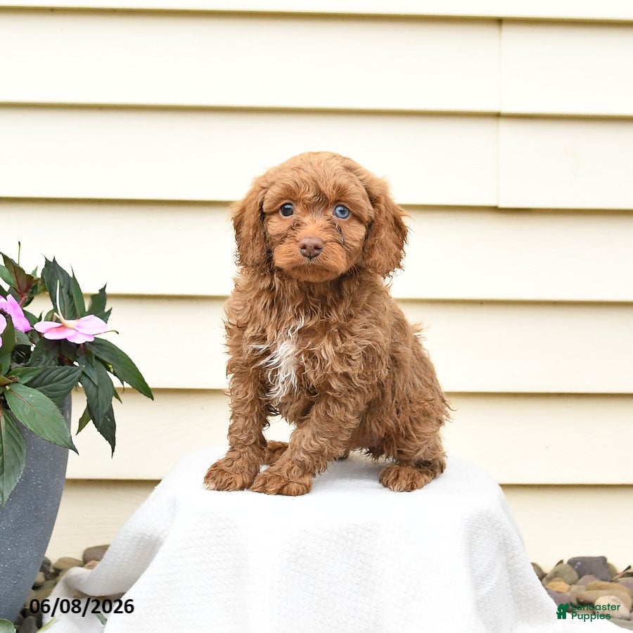 Aussiedoodle dogs Reva - Ad 1