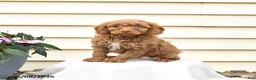 Aussiedoodle dogs for sale: Reva - Ad 1