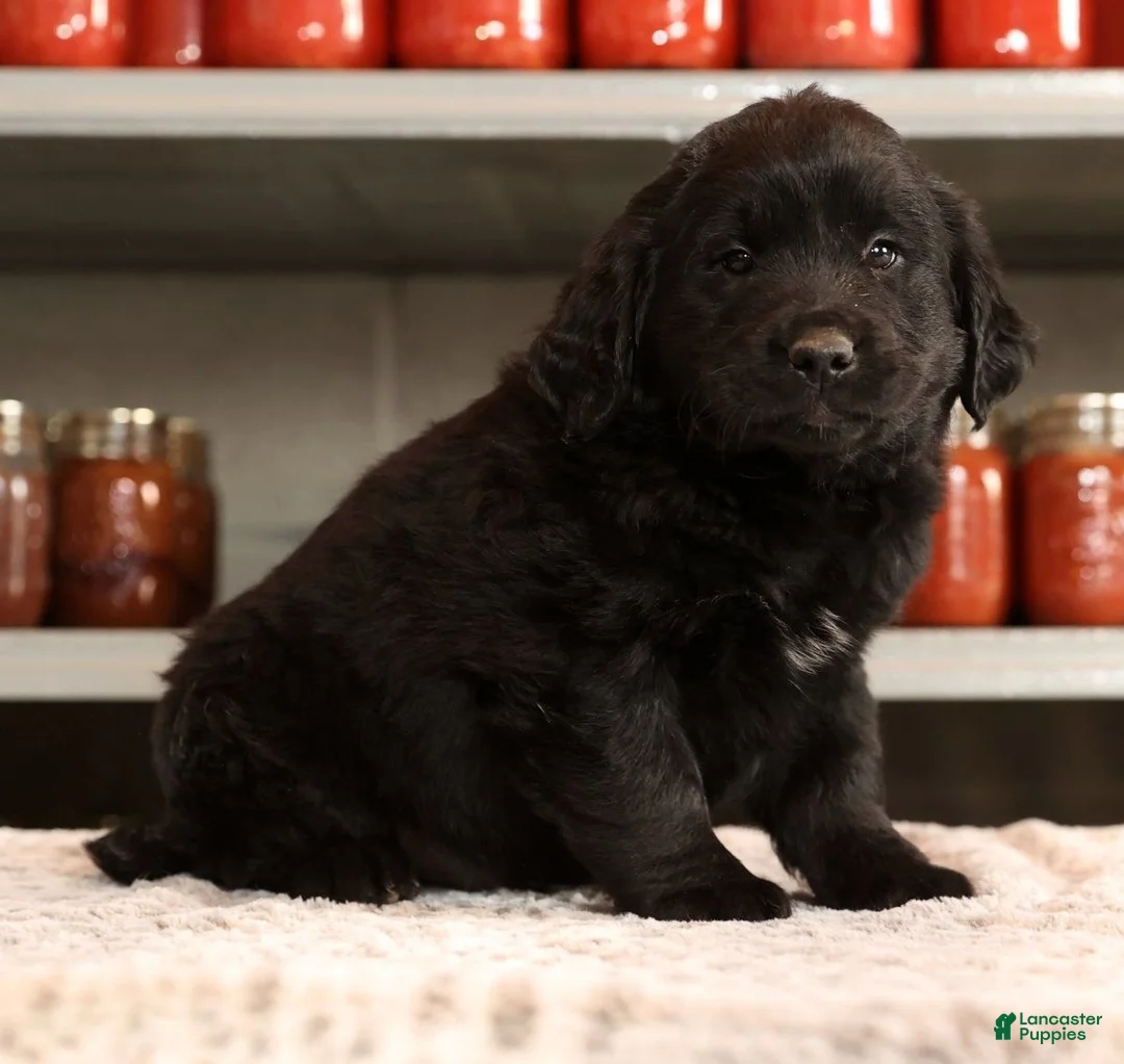 Mini Goldendoodle dogs for sale: Ken - Ad 4