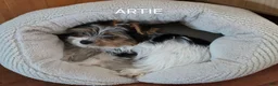 Yorkshire Terrier dogs for sale: Artemis (Artie) - Ad 3