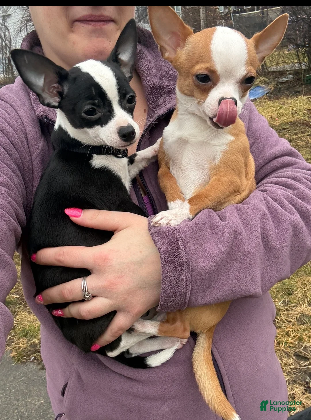 Chihuahua dogs for sale: Chihuahua Puppy 1 - Ad 6
