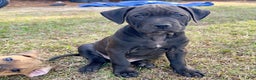 American Pit Bull Terrier dogs for sale: Malone - Ad 2