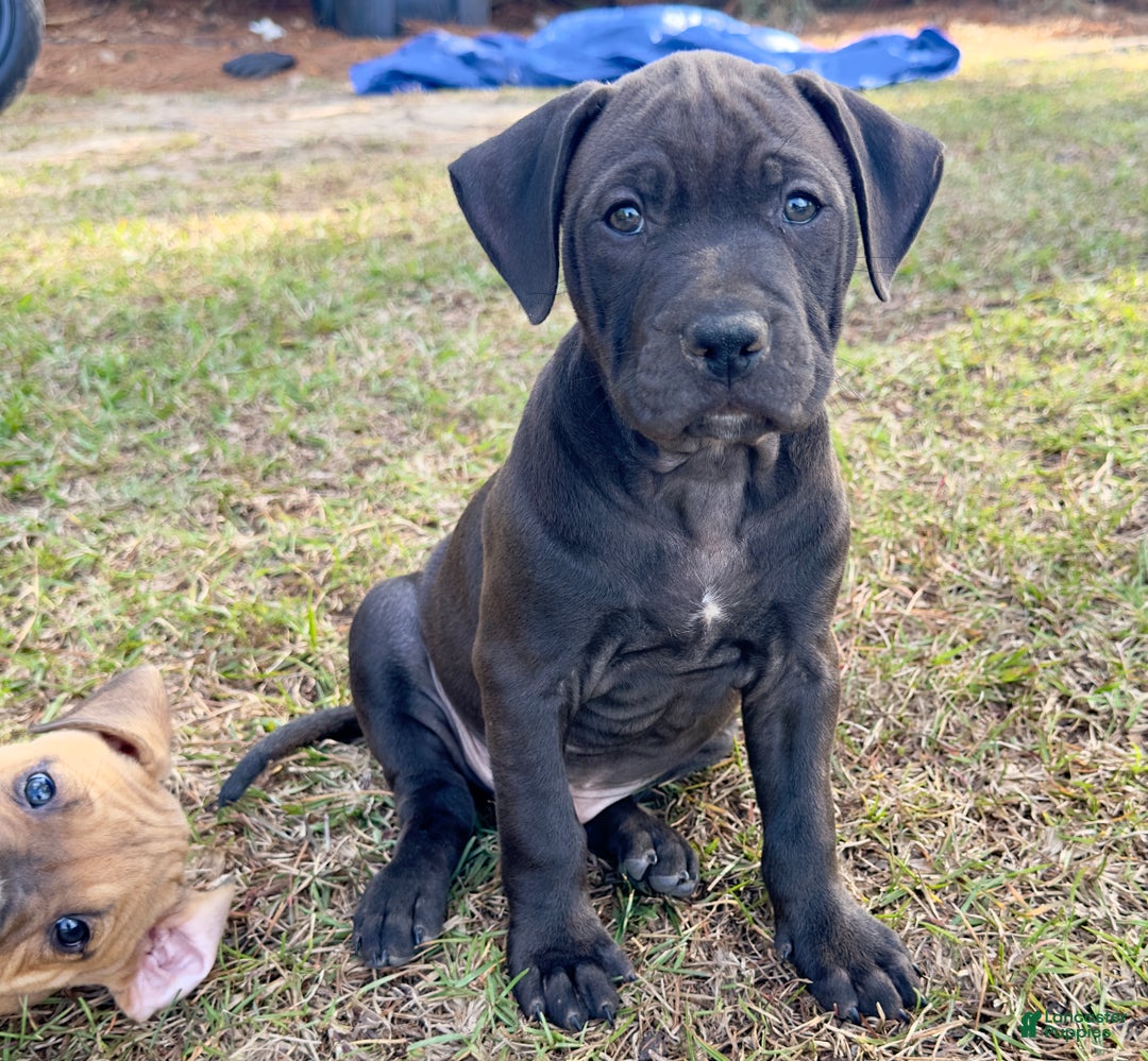 American Pit Bull Terrier dogs for sale: Malone - Ad 2