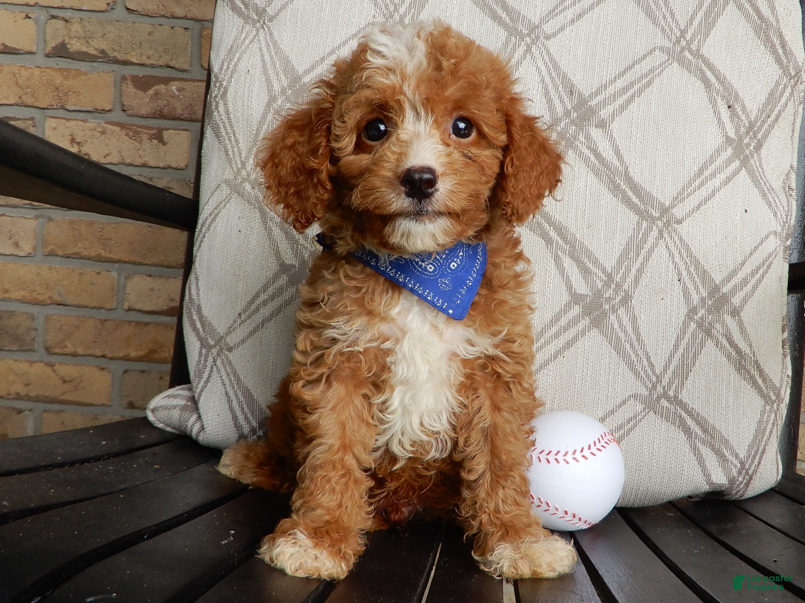 Cavapoo dogs Boomer - Ad 1