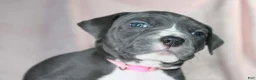 American Bully dogs for sale: Mileena - Ad 4