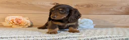 Miniature Dachshund dogs for sale: Hunter - Ad 6