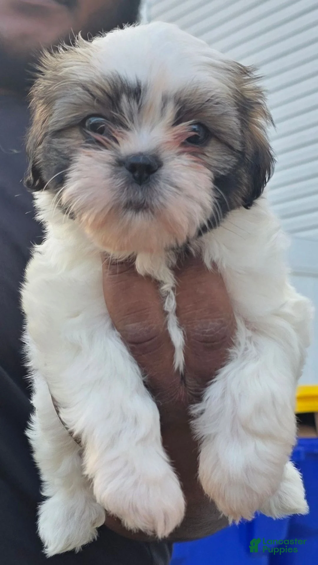 Shih Tzu dogs for sale: Shih Tzu 2 - Ad 1
