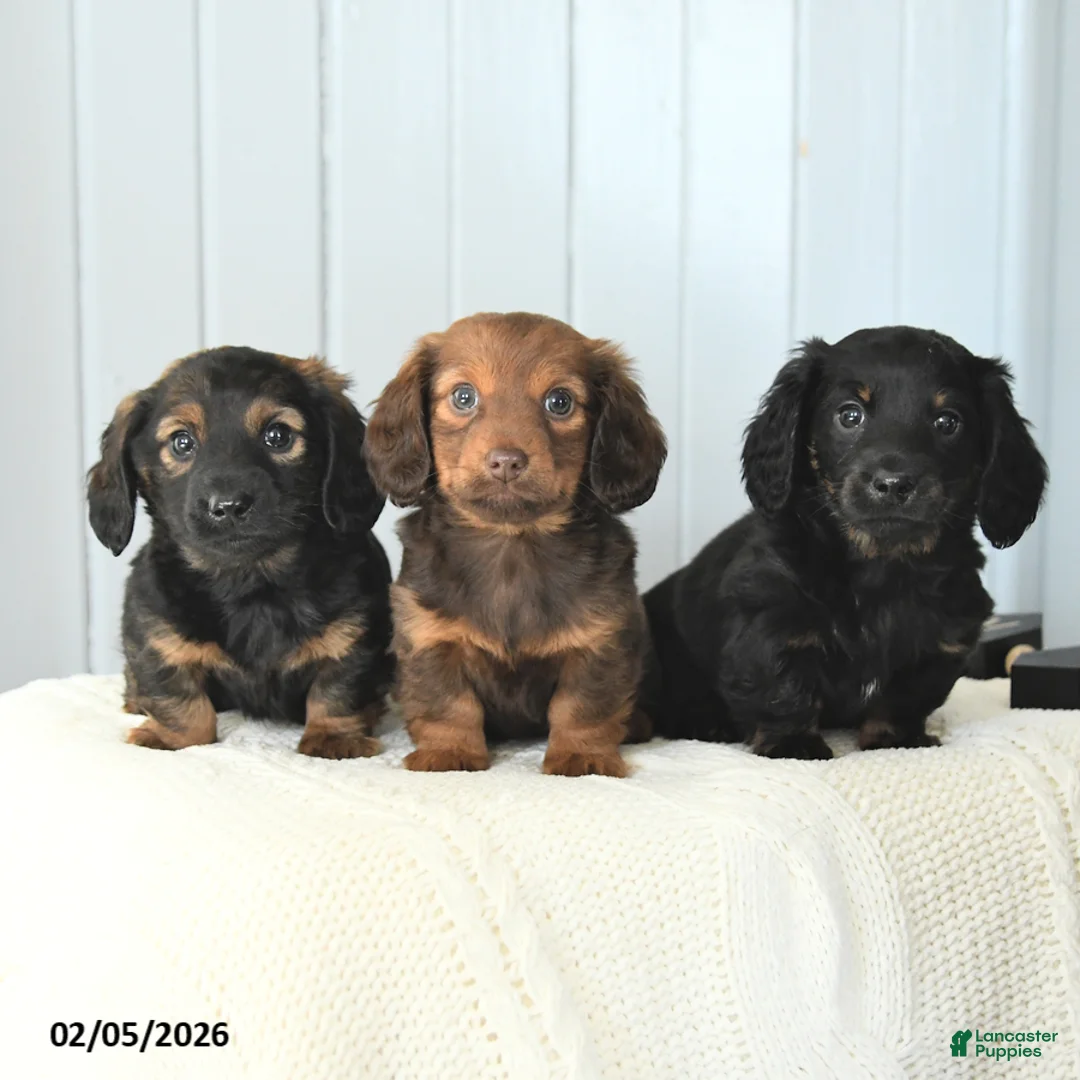 Miniature Dachshund dogs for sale: Skippy - Ad 5
