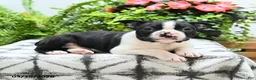 Boston Terrier dogs for sale: Alfred - Ad 4