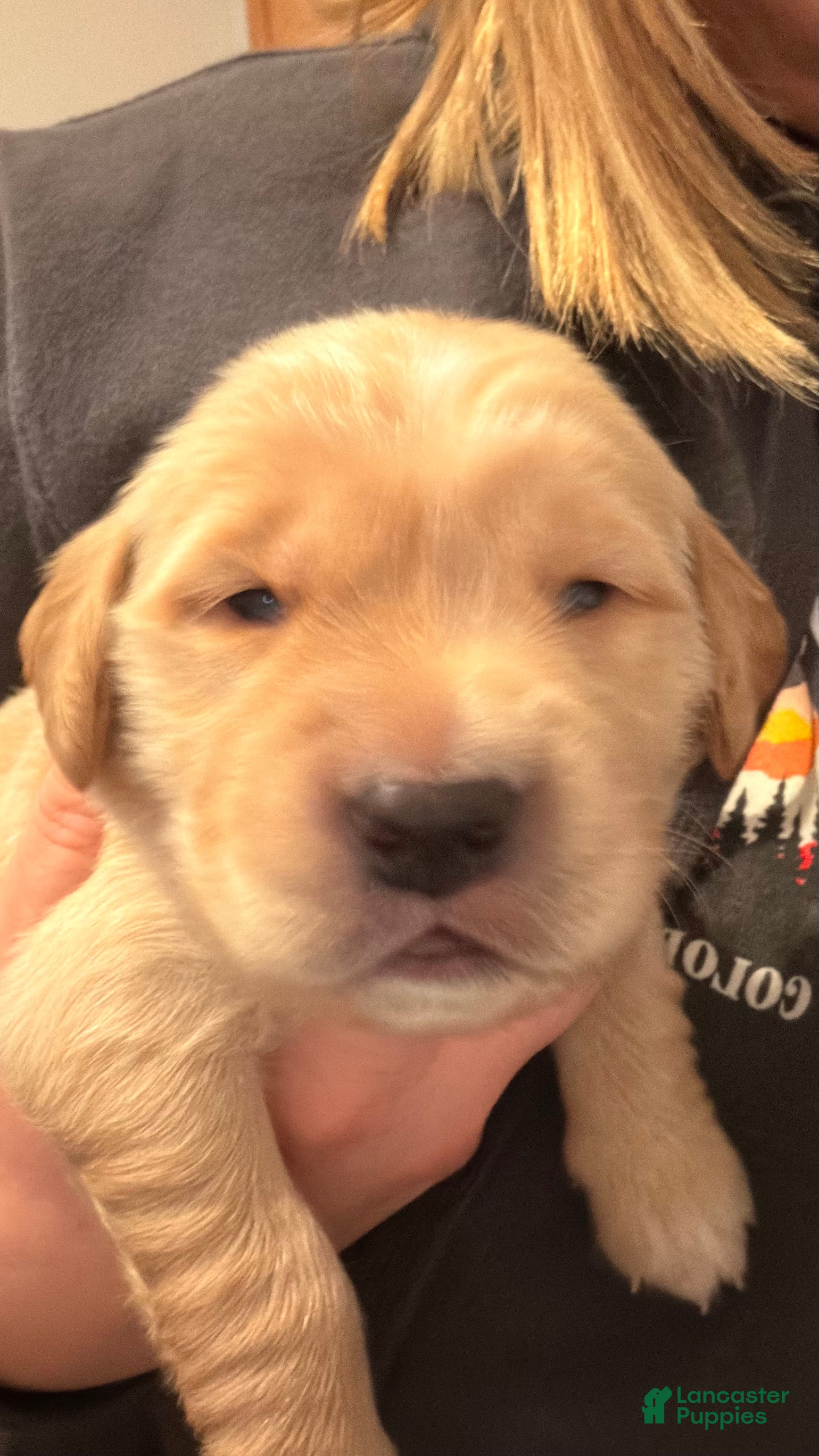 Golden Retriever dogs Dark Green - Ad 1