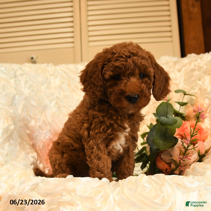 Mini Goldendoodle dogs Gale - Ad 2