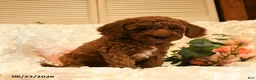 Mini Goldendoodle dogs for sale: Gale - Ad 2