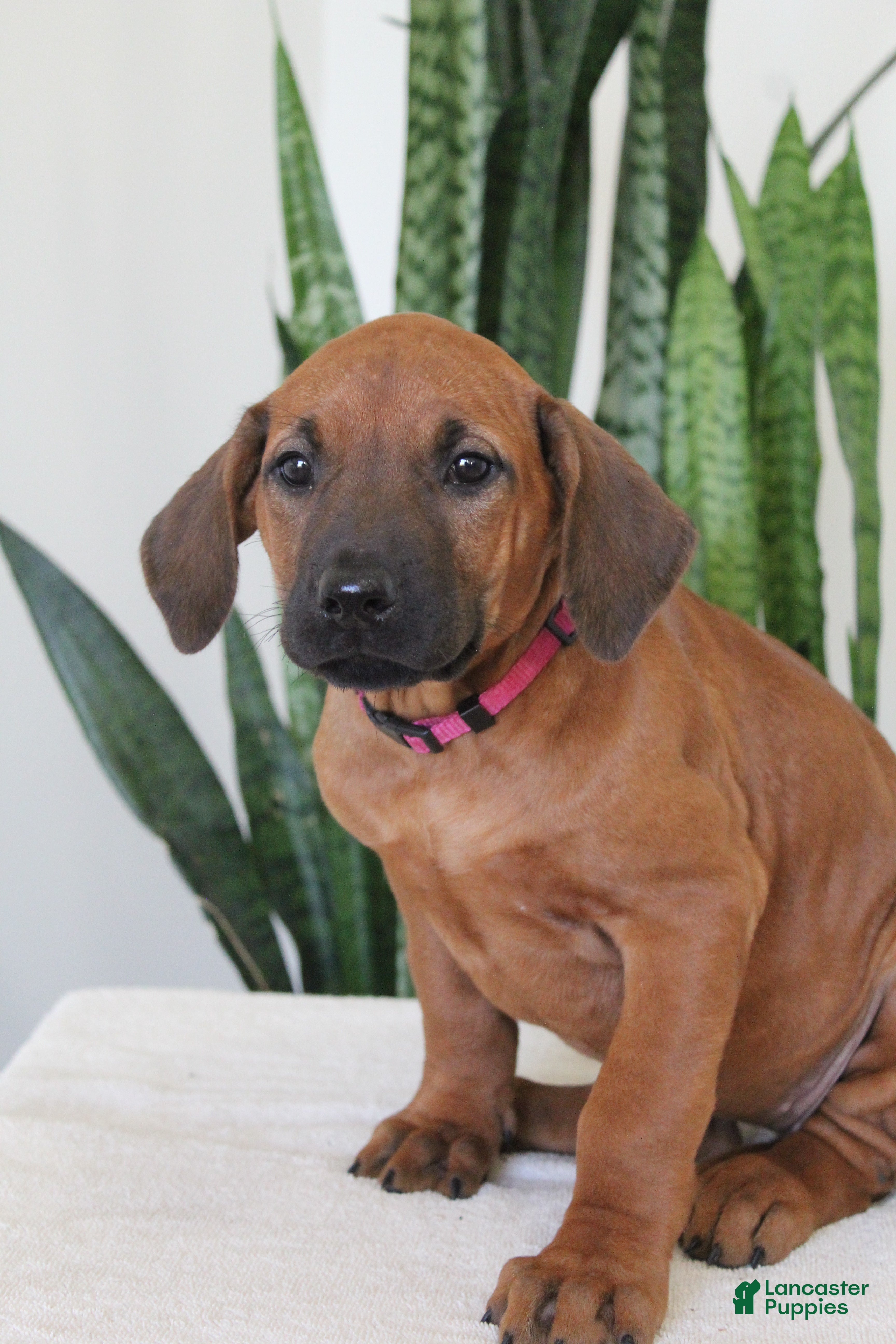 Rhodesian Ridgeback dogs Rhodesian Ridgeback Puppy 6 - Ad 2