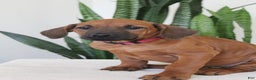 Rhodesian Ridgeback dogs for sale: Rhodesian Ridgeback Puppy 6 - Ad 2