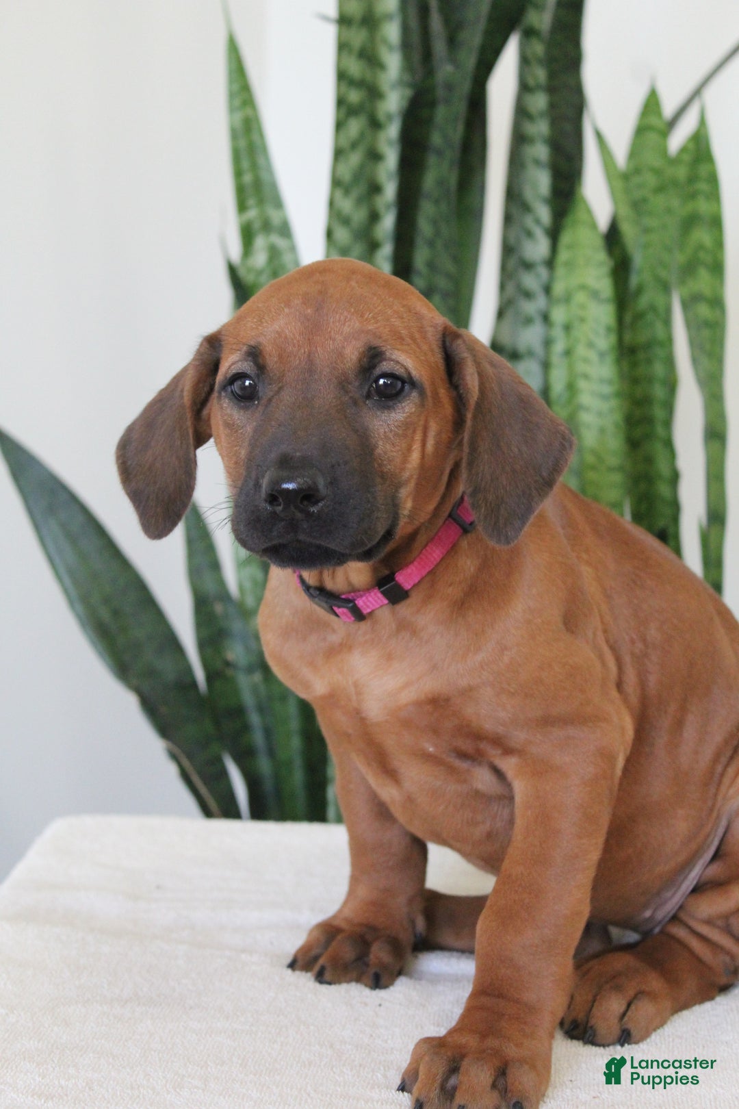 Rhodesian Ridgeback dogs for sale: Rhodesian Ridgeback Puppy 6 - Ad 2
