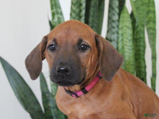 Rhodesian Ridgeback dogs Rhodesian Ridgeback Puppy 6 - Ad 8