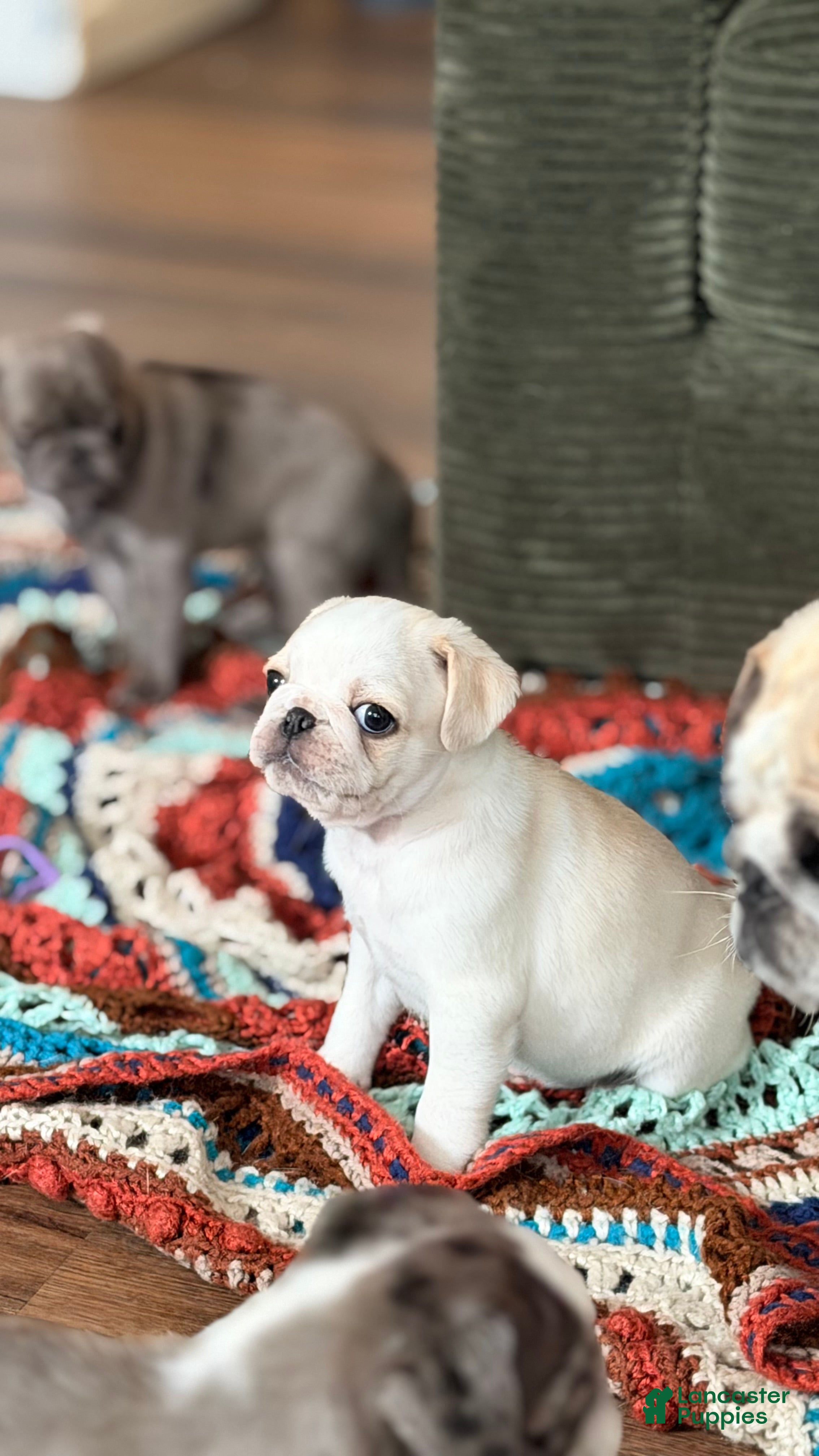 Pug dogs cookie dough - Ad 2