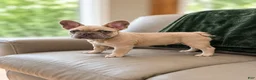 French Bulldog dogs for sale: French Bulldog Puppy 3 - Ad 4