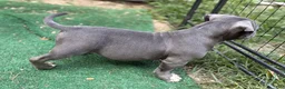 American Bully dogs for sale: Juggernaut aka Jug  - Ad 9