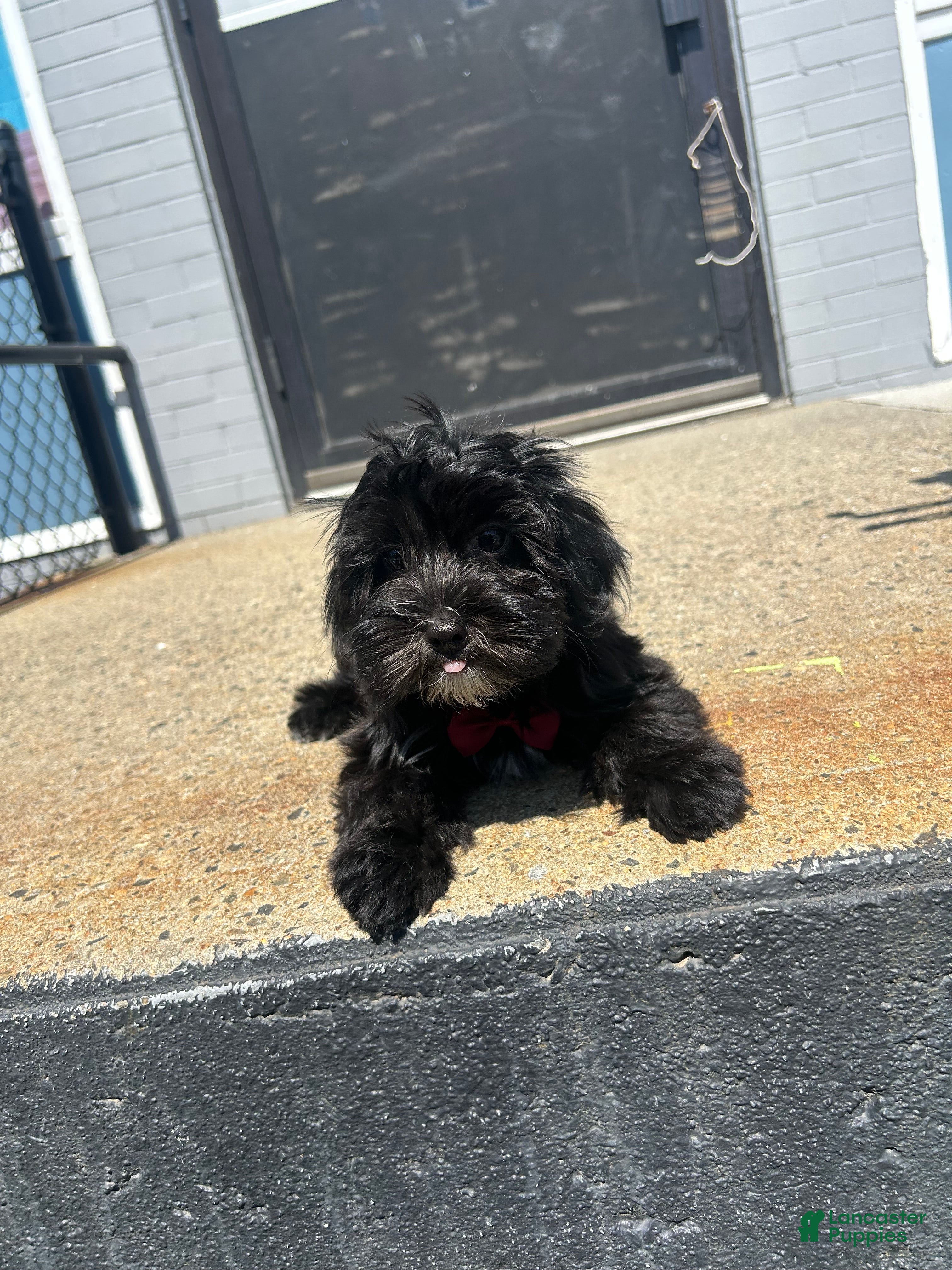 Yorkiepoo dogs Yorkiepoo 1 - Ad 1